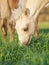 Portrait of grazing welsh ponys