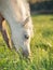 Portrait of grazing welsh ponys. close up