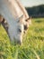 Portrait of grazing welsh ponys. close up