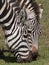 Portrait of grazing zebras