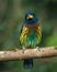 Portrait of a Great Barbet