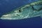 Portrait of a Great Barracuda in open water