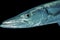 Portrait of a Great Barracuda in open water