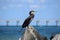 Portrait of Great Black Cormorant Sitting on Concrete Block in the Sea Portrait