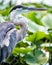 Portrait of great blue heron