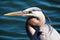 Portrait of Great Blue Heron against a water background