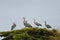 Portrait of Great blue heron have a group meeting on top of the tree