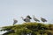 Portrait of Great blue heron have a group meeting on top of the tree