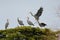 Portrait of Great blue heron have a group meeting on top of the tree