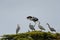 Portrait of Great blue heron have a group meeting on top of the tree