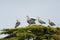 Portrait of Great blue heron have a group meeting on top of the tree