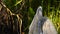 Portrait of Great blue heron preening