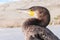 Portrait of Great Cormoran (Phalacrocorax carbo)