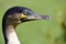 Portrait of Great Cormorant