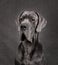 Portrait of Great Dane dog