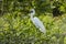 Portrait of Great Egret Perched in Bushes