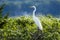 Portrait of Great Egret Perched in Bushes