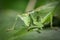 Portrait of a great green bush-cricket sitting on a leaf