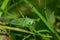 Portrait of a great green bush cricket sitting on a leaf