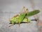 Portrait of a great green bush-cricket sitting on the pavement