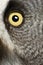 Portrait of Great Grey Owl or Lapland Owl, Strix nebulosa, a very large owl