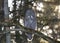 A Portrait of Great grey owl, Strix nebulosa perched in a tree hunting in Canada