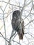 A Portrait of Great grey owl, Strix nebulosa perched in a tree hunting in Canada