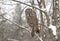 A Portrait of Great grey owl, Strix nebulosa perched in a tree hunting in Canada