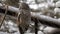 Portrait of a Great Grey Owl in the zoo