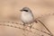 Portrait of a Great grey shrike