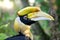 Portrait of Great Hornbill