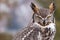 Portrait of a great horned owl