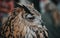 Portrait of Great Horned Owl sitting peacefully