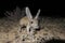 Portrait of Great jerboa Allactaga major