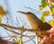 Portrait of the Great Lizard Cuckoo