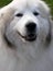 Portrait of a great pyrenees dog
