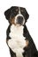 Portrait of a great swiss mountain dog looking over its shoulder