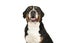 Portrait of a great swiss mountain dog on a white background loo