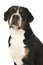 Portrait of a great swiss mountain dog on a white background wit
