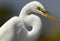 Portrait of a Great White Egret