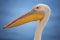 Portrait of Great white pelican, Pelecanus onocrotalus , huge pelican with enormous pink and yellow bill against blurred blue sea