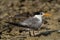 A portrait of a Greater Crested Tern at Busaiteen coast, Bahrain