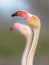 Portrait of greater flamingo in France