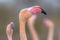 Portrait of greater flamingo in France