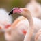 Portrait of greater flamingo in France