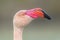 Portrait of greater flamingo in France