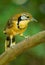 Portrait of Greater Necklaced Laughingthrush