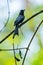 Portrait of Greater Racket-tailed Drongo