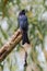 Portrait of Greater Racket-tailed Drongo
