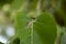 Portrait a green Asian vine snake resting on green leaves,